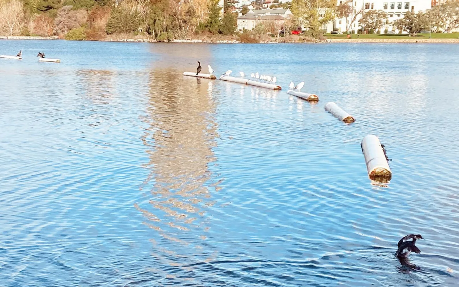 A woman walking along the path at Lake Merritt in Alameda County, with water and natural surroundings