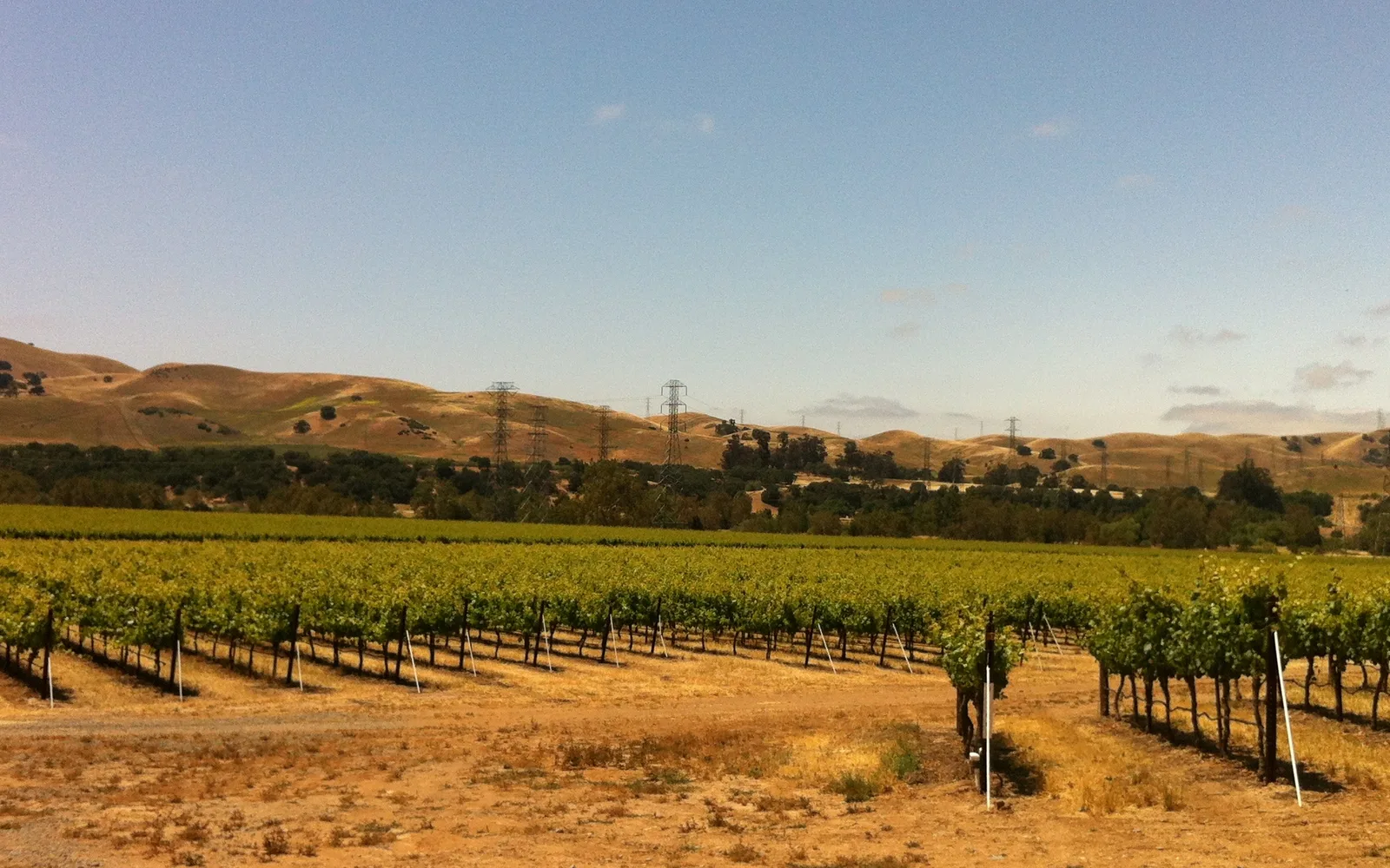 Rolling vineyard landscape in the Livermore Valley American Viticultural Area